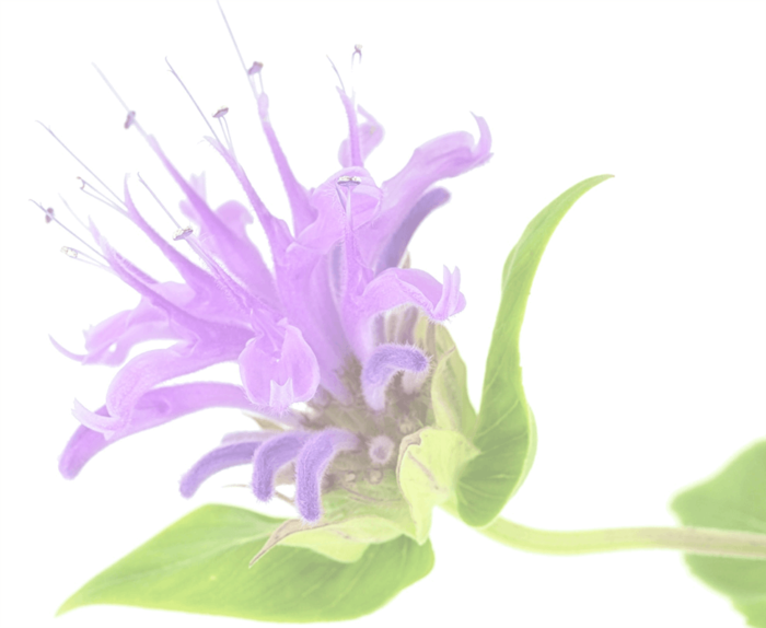 BERGAMOT - Imagen 4