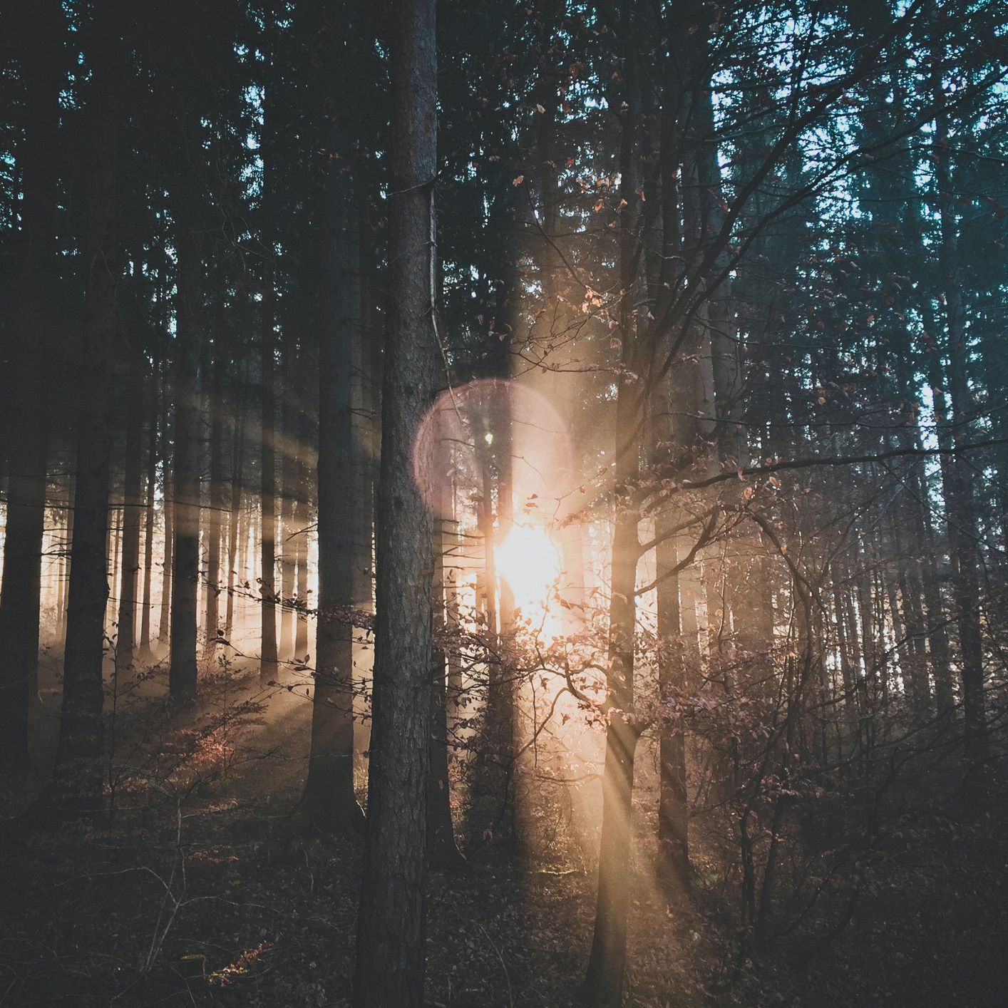 ARBRES WODY