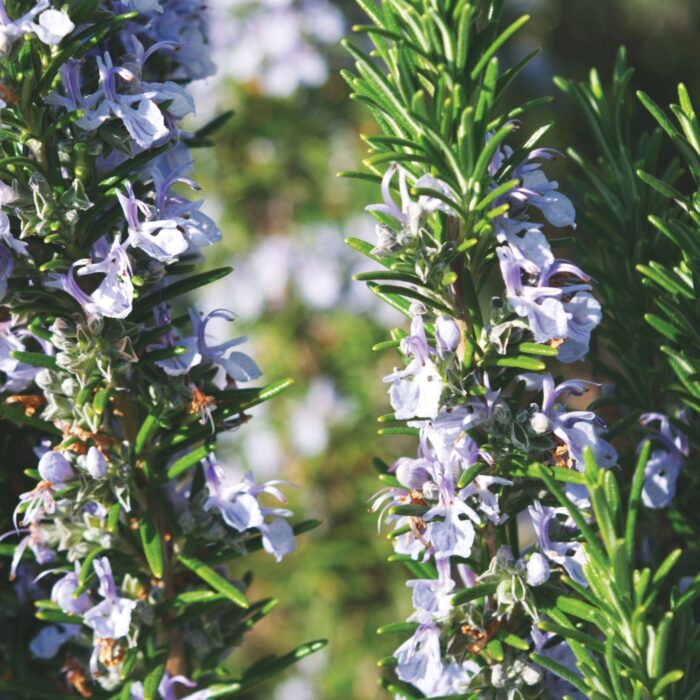 ROSEMARY - Image 4