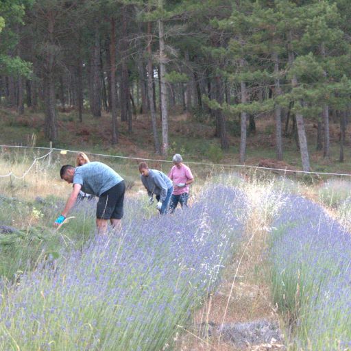 Collita lavanda per web
